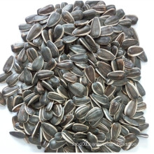 Bird Seed of Sunflower Seeds From Jngogo